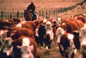 AU is a leader in ranching innovation.