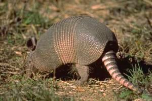 Arlen High's mascot: the armadillo