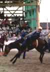 The Arlen Rodeo